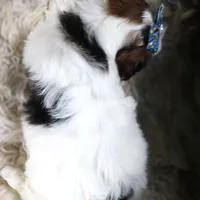 Mint Julep, a female Havanese for sale in Choudrant, LA – Photo 4 of 4