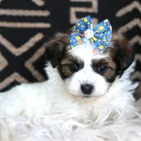 Mint Julep, a female Havanese for sale in Choudrant, LA – Photo 1 of 4