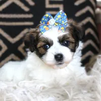 Mint Julep, a female Havanese for sale in Choudrant, LA – Photo 2 of 4