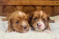 Meatloaf, a male Havanese for sale in Choudrant, LA – 4 of 4