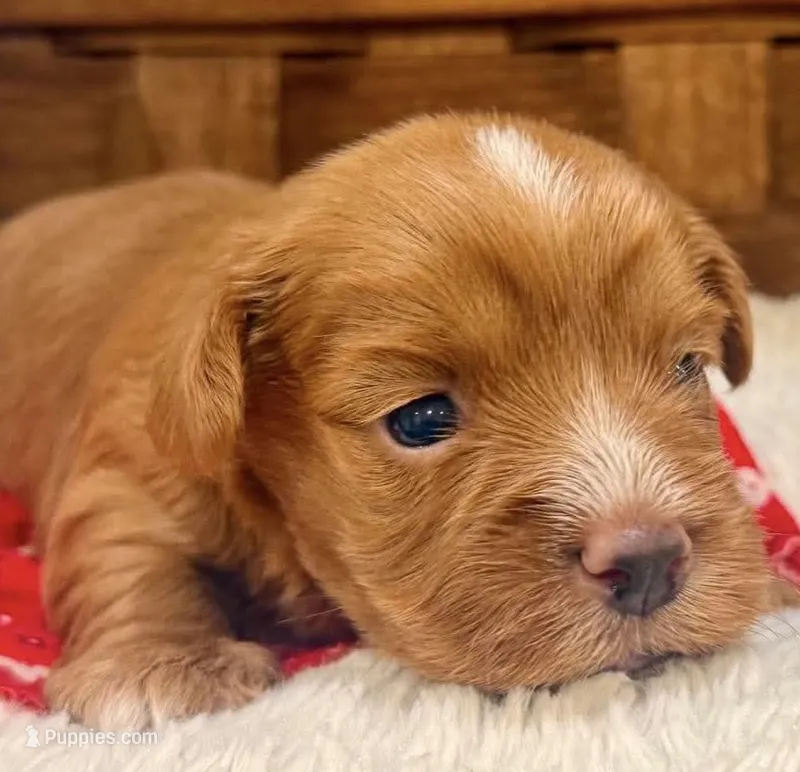Jake – Havanese puppy for sale in Choudrant, LA