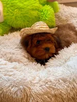Zeplplin, a male Havanese for sale in Choudrant, LA – Photo 1 of 3