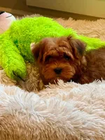 Zeplplin, a male Havanese for sale in Choudrant, LA – Photo 2 of 3