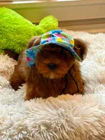 Zeplplin, a male Havanese for sale in Choudrant, LA – Photo 3 of 3