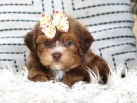 Pebbles, a female Havanese for sale in Choudrant, LA – Photo 2 of 3