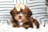 Pebbles, a female Havanese for sale in Choudrant, LA – Photo 3 of 3