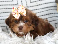 Pebbles, a female Havanese for sale in Choudrant, LA – Photo 1 of 3