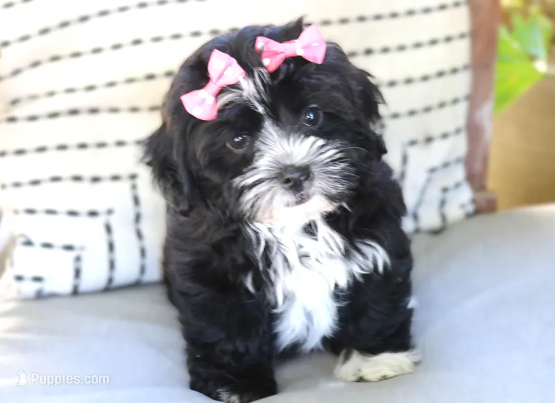 Reba – Havanese puppy for sale in Choudrant, LA