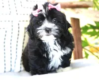 Reba, a female Havanese for sale in Choudrant, LA – Photo 3 of 3