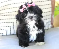 Reba, a female Havanese for sale in Choudrant, LA – Photo 2 of 3