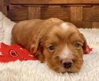 Meatloaf, a male Havanese for sale in Choudrant, LA – 2 of 4