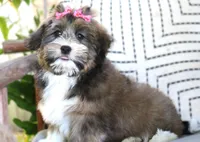 Bella, a female Havanese for sale in Choudrant, LA – Photo 3 of 3