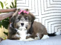 Bella, a female Havanese for sale in Choudrant, LA – Photo 2 of 3