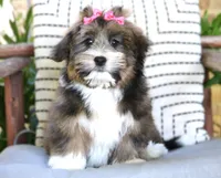 Bella, a female Havanese for sale in Choudrant, LA – Photo 1 of 3