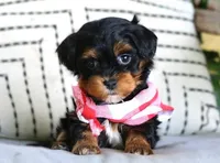 Tyler, a male Havanese for sale in Choudrant, LA – Photo 2 of 2