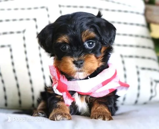 Tyler – Havanese puppy for sale in Choudrant, LA