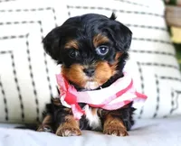 Tyler, a male Havanese for sale in Choudrant, LA – Photo 1 of 2