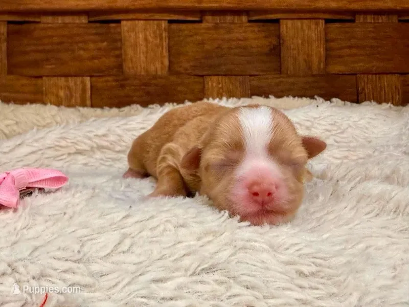 Daisy – Havanese puppy for sale in Choudrant, LA