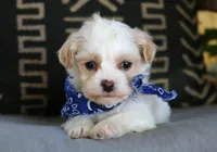 Leon, a male Havanese for sale in Choudrant, LA – Photo 2 of 2