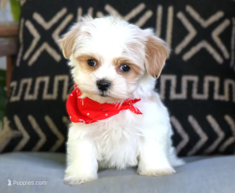 Leon – Havanese puppy for sale in Choudrant, LA