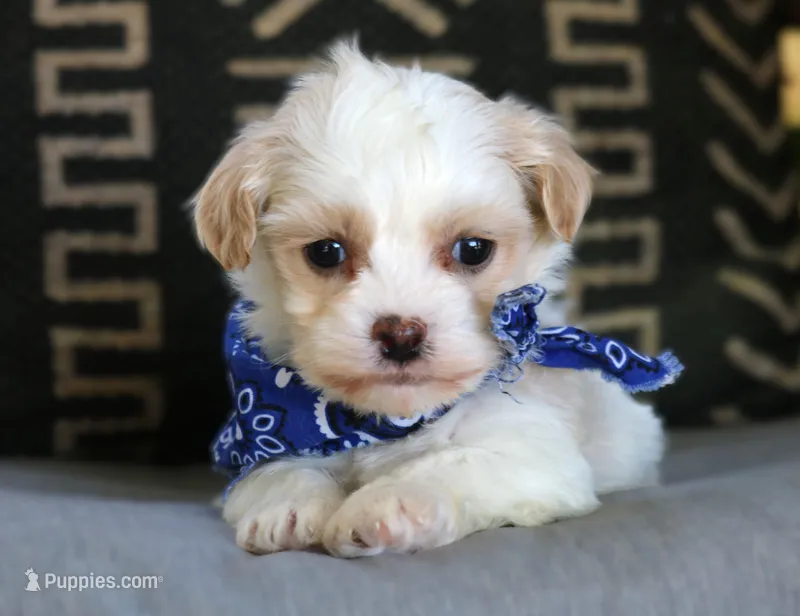 Leon – Havanese puppy for sale in Choudrant, LA