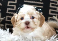 Betty, a female Havanese for sale in Choudrant, LA – Photo 3 of 3