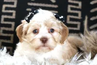 Betty, a female Havanese for sale in Choudrant, LA – Photo 2 of 3
