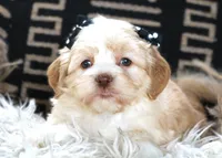 Betty, a female Havanese for sale in Choudrant, LA – Photo 1 of 3