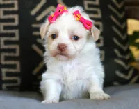 Loretta, a female Havanese for sale in Choudrant, LA – Photo 2 of 2