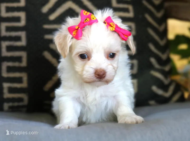 Loretta – Havanese puppy for sale in Choudrant, LA