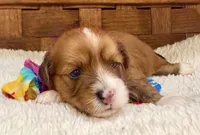 Jasper, a male Havanese for sale in Choudrant, LA – 3 of 4