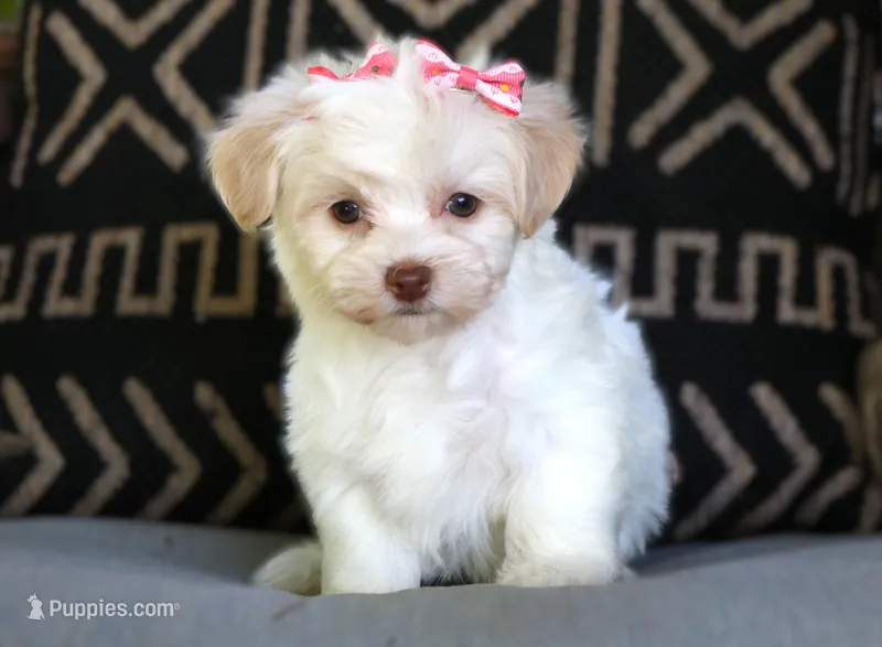 Loretta – Havanese puppy for sale in Choudrant, LA