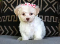 Loretta, a female Havanese for sale in Choudrant, LA – Photo 1 of 2