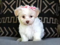 Loretta, a female Havanese for sale in Choudrant, LA – Photo 2 of 2