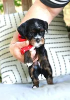 Frisco, a male Havanese for sale in Choudrant, LA – Photo 4 of 4