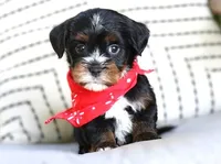 Frisco, a male Havanese for sale in Choudrant, LA – Photo 1 of 4
