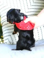 Frisco, a male Havanese for sale in Choudrant, LA – Photo 3 of 4