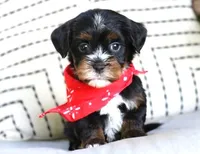 Frisco, a male Havanese for sale in Choudrant, LA – Photo 2 of 4