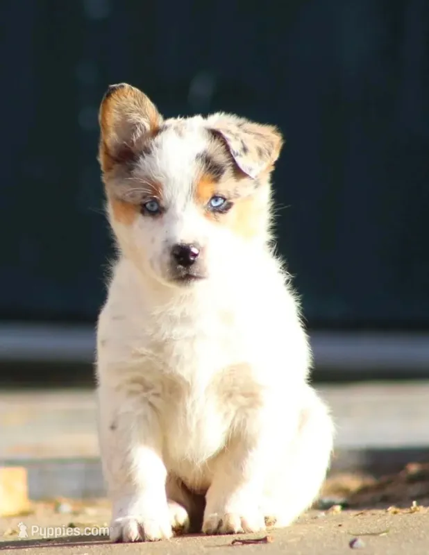 Nova – Australian Cattle Dog, Pembroke Welsh Corgi puppy for sale in Columbus, OH