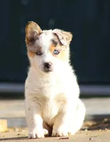Nova, a female Australian Cattle Dog and Pembroke Welsh Corgi for sale in Columbus, OH – 1 of 1