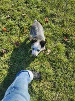 Ari, a female Australian Cattle Dog for sale in Columbus, OH – 4 of 5