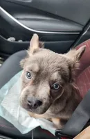 Brenda, a female French Bulldog for sale in Columbus, OH – 3 of 4