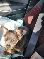 Brenda, a female French Bulldog for sale in Columbus, OH – 4 of 4