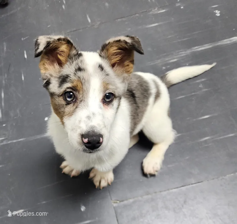 Biscotti – Australian Cattle Dog, Cardigan Welsh Corgi puppy for sale in Columbus, OH