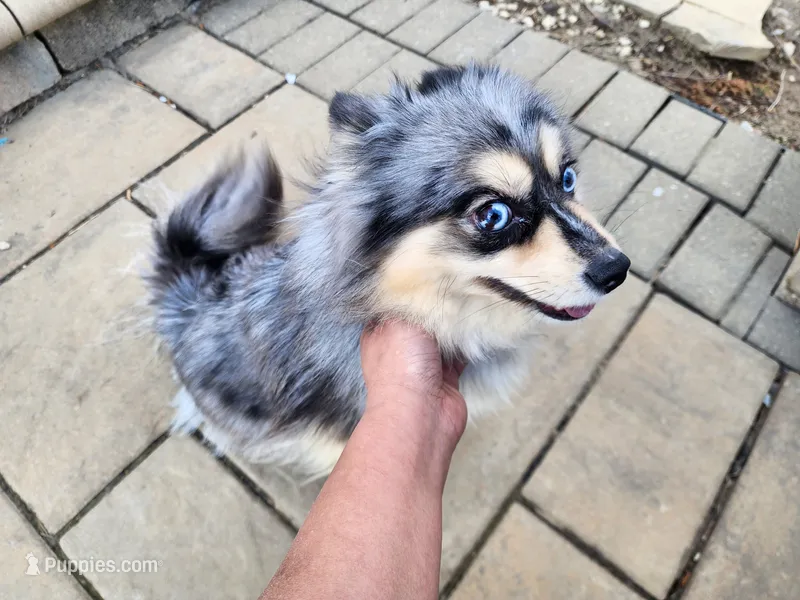 Kaiya – Pomsky puppy for sale in Columbus, OH