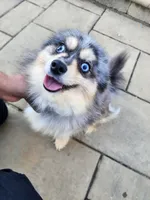 Kaiya, a female Pomsky for sale in Columbus, OH – 2 of 5
