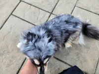Kaiya, a female Pomsky for sale in Columbus, OH – 5 of 5