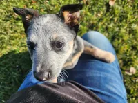 Ari, a female Australian Cattle Dog for sale in Columbus, OH – 2 of 5