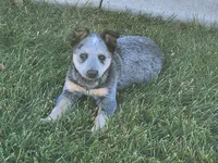 Ari, a female Australian Cattle Dog for sale in Columbus, OH – 5 of 5