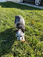 Ari, a female Australian Cattle Dog for sale in Columbus, OH – 3 of 5
